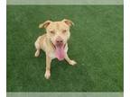 Labrador Retriever Mix DOG FOR ADOPTION RGADN-1213949 - CRASH - Labrador