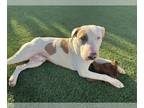 Bull Terrier DOG FOR ADOPTION RGADN-1213950 - ROWDY - Bull Terrier (medium coat)