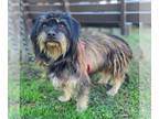 Havanese Mix DOG FOR ADOPTION RGADN-1213952 - Gonzo - Havanese / Schnauzer /