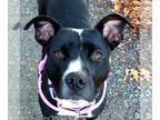 American Staffordshire Terrier Mix DOG FOR ADOPTION RGADN-1213957 - Jovie -