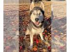 Mix DOG FOR ADOPTION RGADN-1213959 - Taz - Husky Dog For Adoption