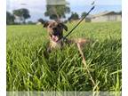 Boxer-Plott Hound Mix DOG FOR ADOPTION RGADN-1213961 - Z COURTESY LISTING: LUNA