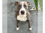 American Pit Bull Terrier DOG FOR ADOPTION RGADN-1213975 - Z COURTESY LISTING: