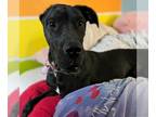 Great Dane DOG FOR ADOPTION RGADN-1213977 - Hillary - Great Dane Dog For