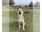 German Shepherd Dog-Huskies Mix DOG FOR ADOPTION RGADN-1213985 - BLUE - German