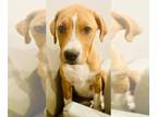 Bullboxer Pit DOG FOR ADOPTION RGADN-1213995 - Max - Boxer / Pit Bull Terrier /