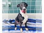 Border Collie-Greyhound Mix DOG FOR ADOPTION RGADN-1214002 - DIXIE - Greyhound /