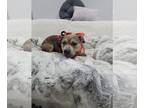 American Pit Bull Terrier Mix DOG FOR ADOPTION RGADN-1214003 - Missy - American
