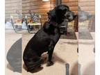 Great Dane-Labrador Retriever Mix DOG FOR ADOPTION RGADN-1214004 - Betty Boop -