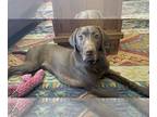 Weimaraner DOG FOR ADOPTION RGADN-1214012 - Ella Mae Roo - Weimaraner / Labrador