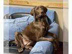 Weimaraner DOG FOR ADOPTION RGADN-1214012 - Ella Mae Roo - Weimaraner / Labrador