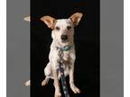 Red Heeler Mix DOG FOR ADOPTION RGADN-1214018 - Red Heeler Pups - Red Heeler /