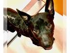 Australian Kelpie DOG FOR ADOPTION RGADN-1214019 - Tiny Tim 56448 - Australian