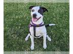 Pointer-Siberian Husky Mix DOG FOR ADOPTION RGADN-1214025 - SHIRLEY - Pointer /