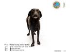 Labrador Retriever DOG FOR ADOPTION RGADN-1214026 - BOO YA - Labrador Retriever