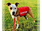 American Pit Bull Terrier DOG FOR ADOPTION RGADN-1214036 - Elizabeth - (Adoption