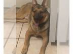 German Shepherd Dog DOG FOR ADOPTION RGADN-1214038 - DRACO - German Shepherd Dog