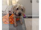 Cocker Spaniel-Poodle (Miniature) Mix DOG FOR ADOPTION RGADN-1214045 - Lucky -