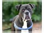 Boxer Mix DOG FOR ADOPTION RGADN-1214054 - HICKORY - Boxer / Mixed (medium coat)