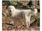 Maremma Sheepdog DOG FOR ADOPTION RGADN-1214056 - Andres (Andy) in NH - Maremma