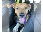 Labrador Retriever Mix DOG FOR ADOPTION RGADN-1214064 - Jackson (Courtesy Post)