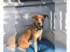 Labrador Retriever Mix DOG FOR ADOPTION RGADN-1214068 - Wes (TX) - Labrador
