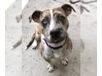 Catahoula Leopard Dog DOG FOR ADOPTION RGADN-1214069 - Rumble A417358 -