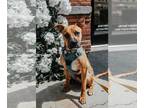 Boxer Mix DOG FOR ADOPTION RGADN-1214070 - Vespar (TX) - Boxer / Mixed (medium