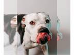 Boxer Mix DOG FOR ADOPTION RGADN-1214072 - *RAMSEY - Boxer / Mixed (medium coat)