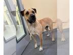 Anatolian Shepherd Mix DOG FOR ADOPTION RGADN-1214082 - Harper - Anatolian