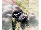 American Pit Bull Terrier Mix DOG FOR ADOPTION RGADN-1214092 - Sweet Pea - Pit