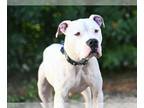 Dogo Argentino DOG FOR ADOPTION RGADN-1214097 - BLITZ - Dogo Argentino (medium