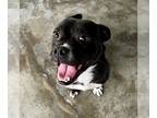 Boxer Mix DOG FOR ADOPTION RGADN-1214100 - Dawn - Boxer / Terrier / Mixed (short