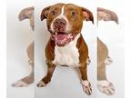 American Staffordshire Terrier DOG FOR ADOPTION RGADN-1214112 - ROWDY B -