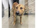 Staffordshire Bull Terrier Mix DOG FOR ADOPTION RGADN-1214113 - POLARIS -