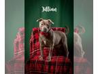 American Pit Bull Terrier Mix DOG FOR ADOPTION RGADN-1214115 - Jillian - Pit