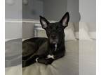 Basenji-Labrador Retriever Mix DOG FOR ADOPTION RGADN-1214116 - Miya *Courtesy