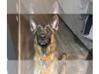 German Shepherd Dog Mix DOG FOR ADOPTION RGADN-1214118 - Danzig FTA Reptar Blue