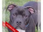 American Staffordshire Terrier-Boxer Mix DOG FOR ADOPTION RGADN-1214131 - Cola -