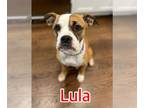 Boxer Mix DOG FOR ADOPTION RGADN-1214132 - Lula - Boxer / Mixed (short coat) Dog