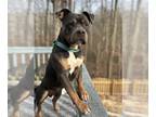 American Pit Bull Terrier DOG FOR ADOPTION RGADN-1214133 - Lucky - Pit Bull