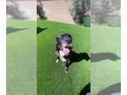 Labrador Retriever DOG FOR ADOPTION RGADN-1214134 - Riley (female) - Labrador