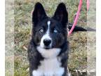 Australian Shepherd-Huskies Mix DOG FOR ADOPTION RGADN-1214136 - Saffron - Husky