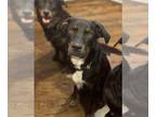 Labrenees DOG FOR ADOPTION RGADN-1214147 - Hank - Labrador Retriever / Great