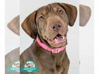 Labrador Retriever Mix DOG FOR ADOPTION RGADN-1214150 - Melody - Labrador