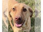 Labrador Retriever Mix DOG FOR ADOPTION RGADN-1214155 - Marcus - Labrador
