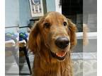 Golden Retriever DOG FOR ADOPTION RGADN-1214156 - Connor 1229 - Golden Retriever