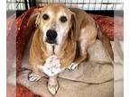 Basset Retriever DOG FOR ADOPTION RGADN-1214157 - LILLIAN - Basset Hound /