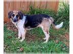Beagle Mix DOG FOR ADOPTION RGADN-1214159 - Charlie: Not at shelter - Beagle /