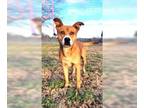 Carolina Dog Mix DOG FOR ADOPTION RGADN-1214165 - Zeus Gorgeous Boy inside and